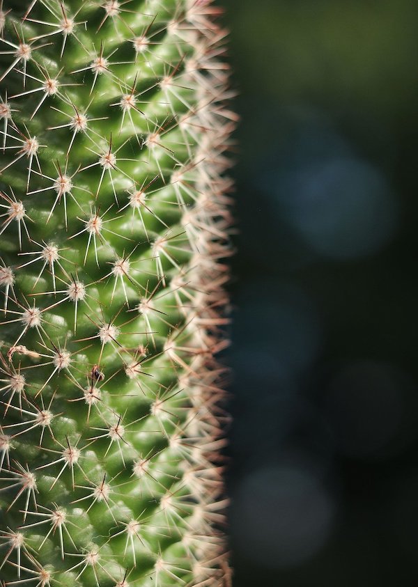 close-up-of-beautiful-cactus Close Up of a Beautiful Cactus Plant