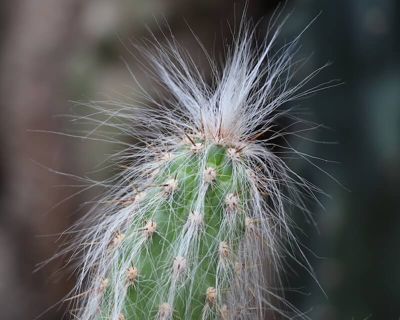 hairy-cactus Hairy Cactus