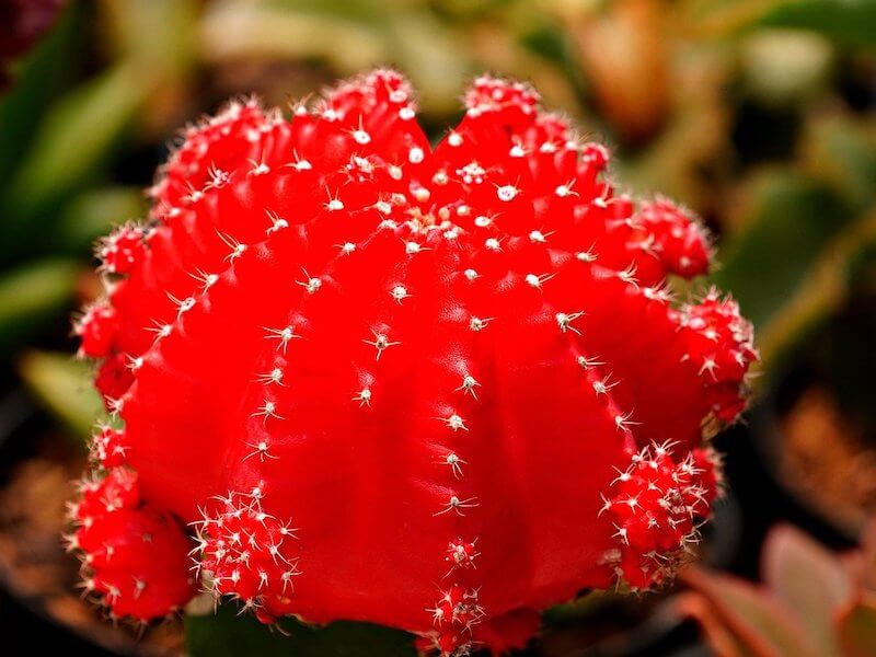 Red Cactus