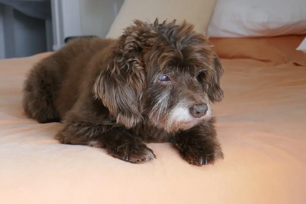 Little Dog on Bed Mattress