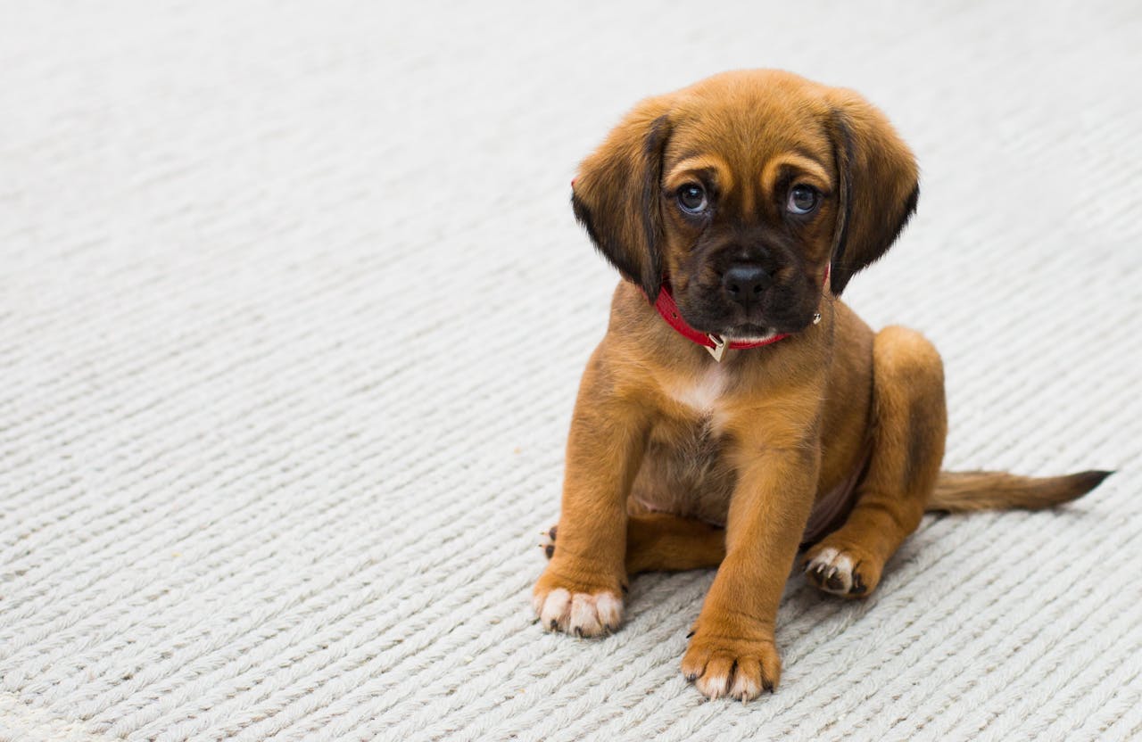 A close up shot of a cute little puppy dog sitting on a white carpet