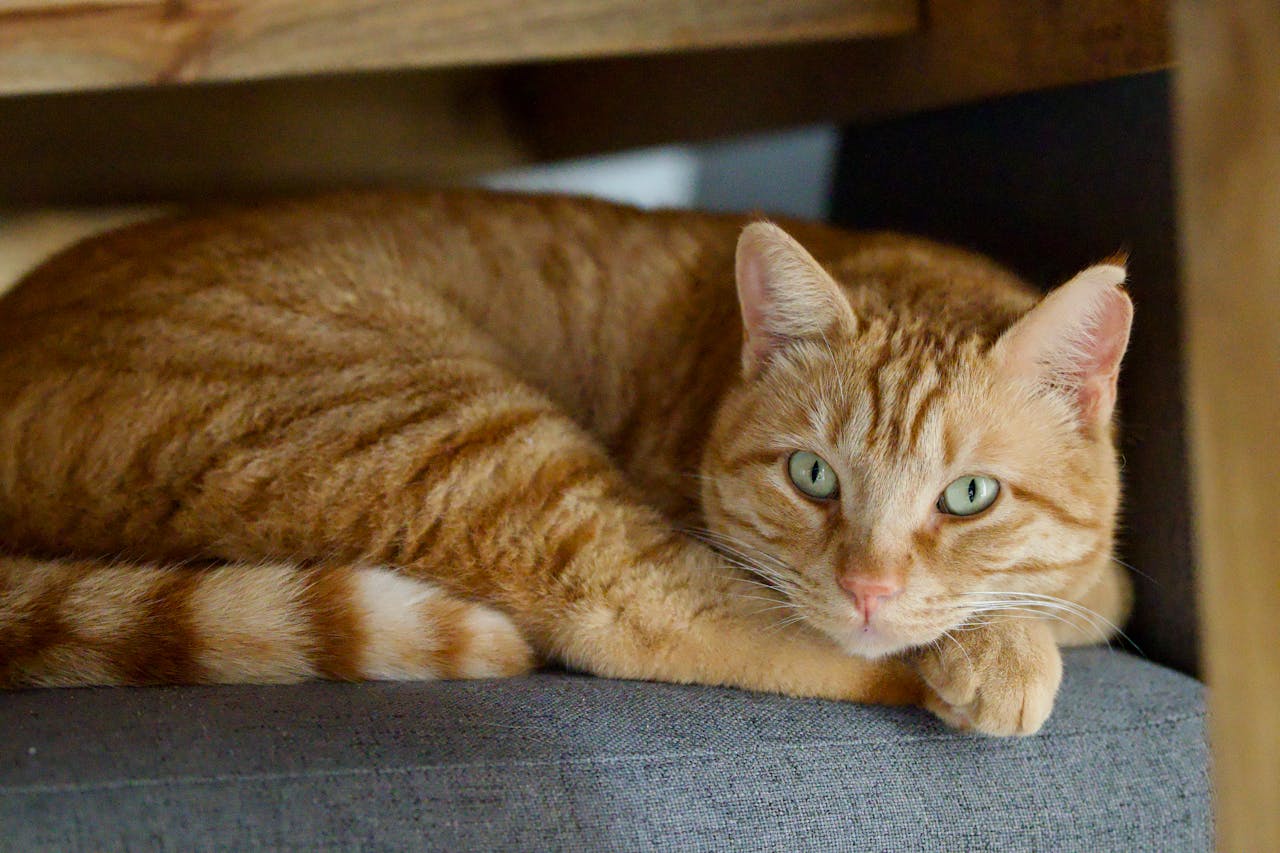 A close-up shot of a ginger cat lounging on a chair