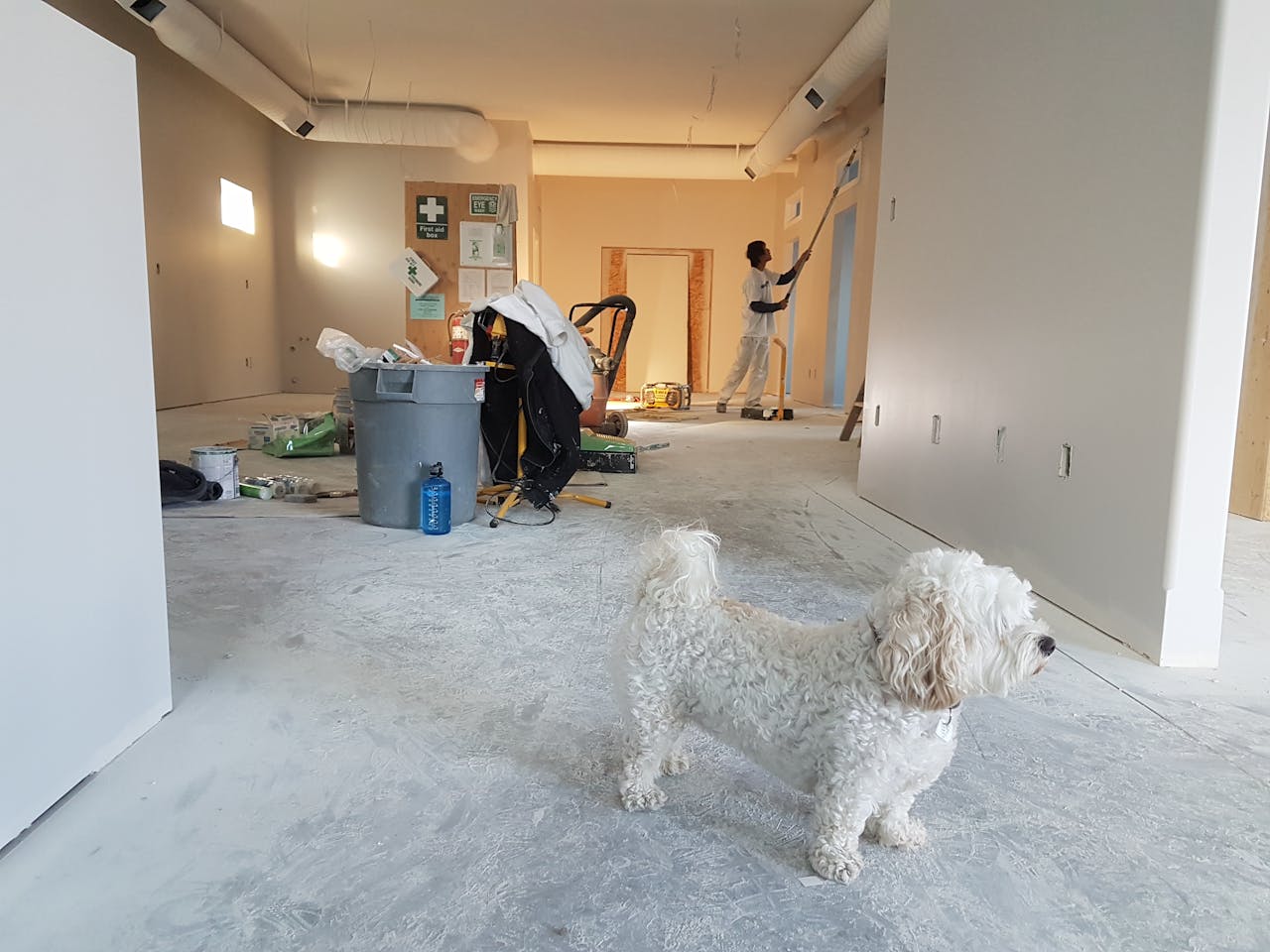 A small white dog in a flat undergoing refurbishment